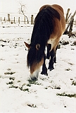 o schnee2